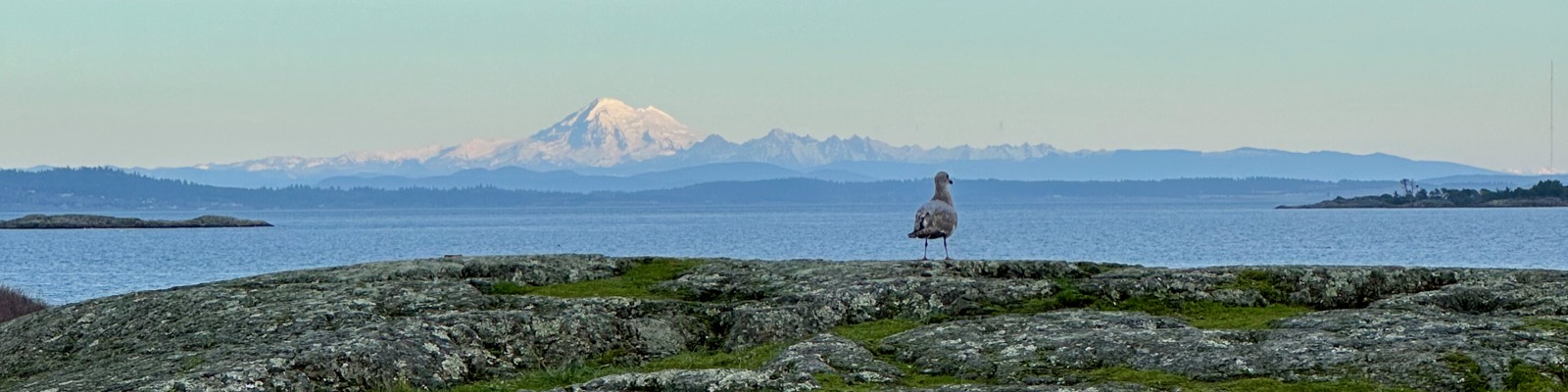 A gull on a rocky shoreline with a snow-covered mountain beyond